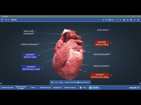 Anatomia inimii