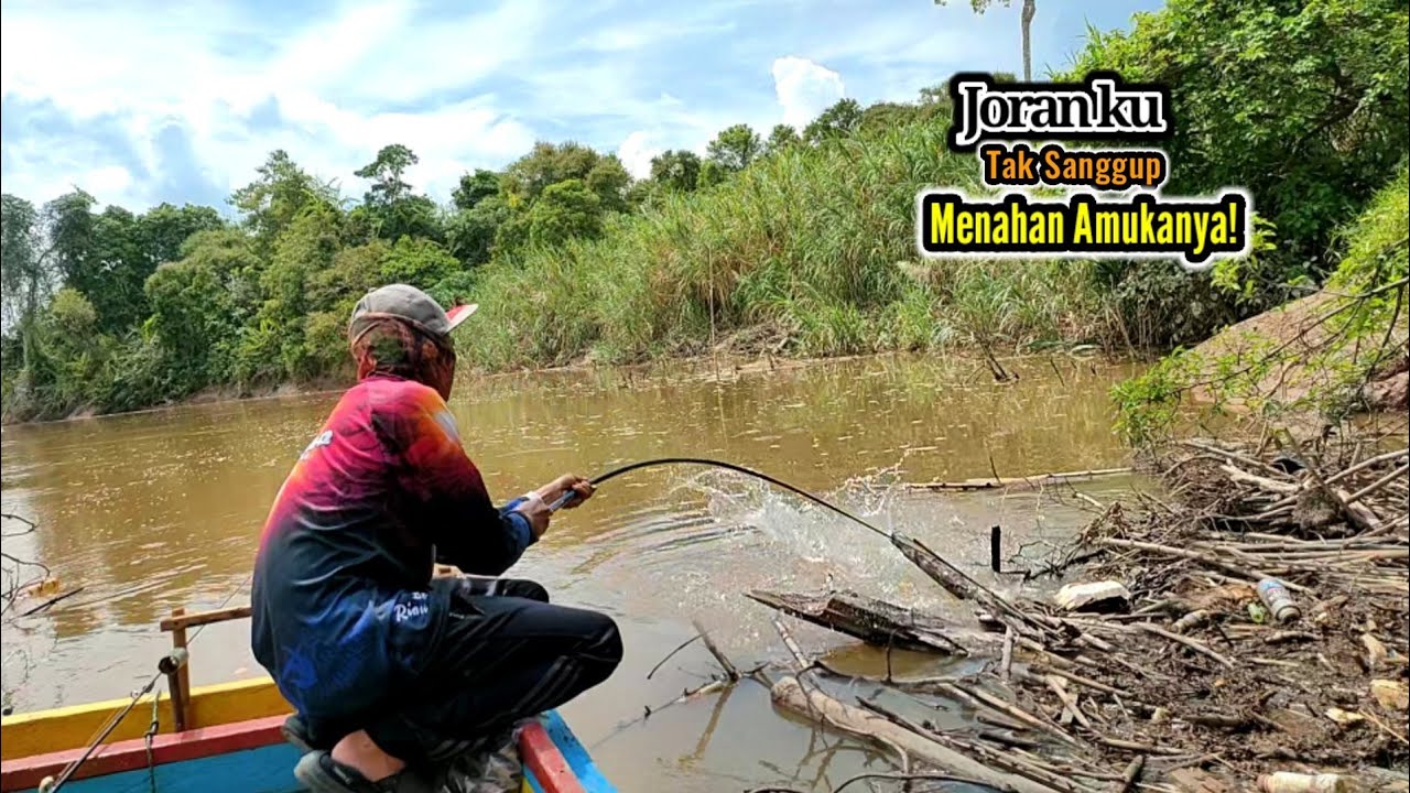Tak Percaya Sampai Seganas Ini Joran Pancingku Diseret Ikan Besar ke Bawah Tumpukan kayu