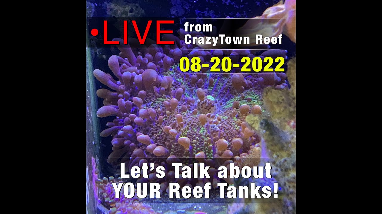 Reef Ruff Streamer ReefGrrl LIVE! 08-20-2022 Let's Talk about YOUR Reef Tanks! - YouTube