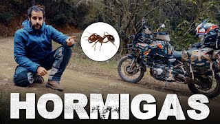 I ARRIVED at A PLACE in MEXICO where GIANT ANTS ARE EATEN  SIERRA DE JUÁREZ | Episode 229