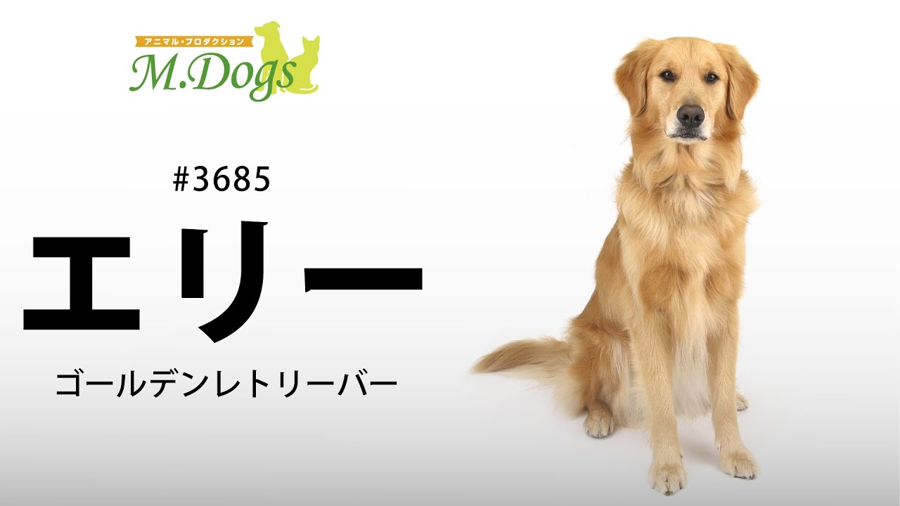 ペットモデル 動物プロダクションエムドッグス