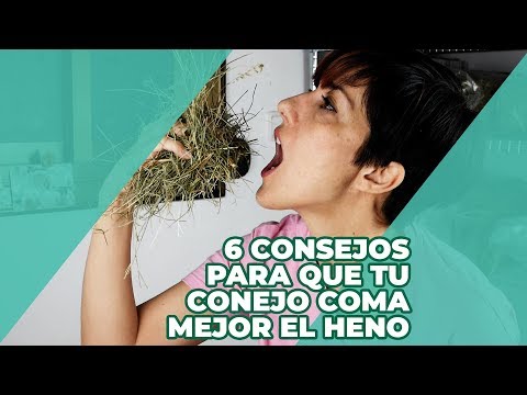 HENO PARA CONEJOS 🌿 6 consejos para que tu conejo COMA MEJOR el heno