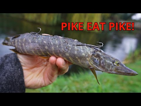 Video: Pike tail flower: harm or benefit