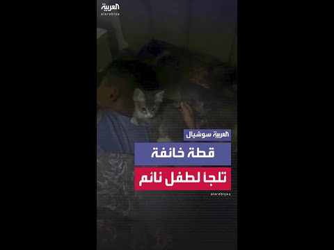 خوفا من طنين المسيرات الزنانة قطة تحاول إيقاظ صاحبها الطفل النائم في غزة