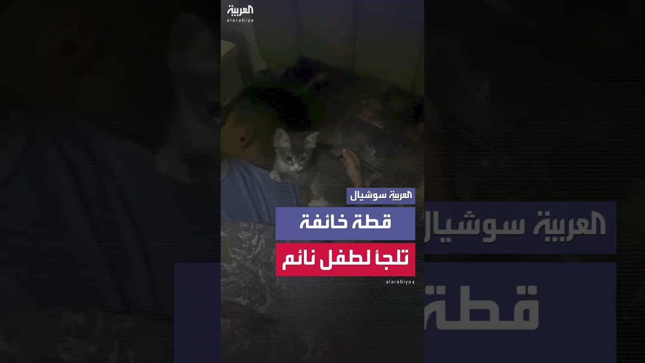 خوفا من طنين المسيرات الزنانة... قطة تحاول إيقاظ صاحبها الطفل النائم في غزة