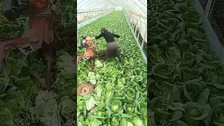 #agricultural #agriculture #farming #agro #farmlife #agricoltura #technology #farm #food #diy