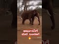 ಅರ್ಜುನ Arjuna #elephant #arjunaelephant #abhimanyuelephant #shortvideo #viralvideo #arjuna