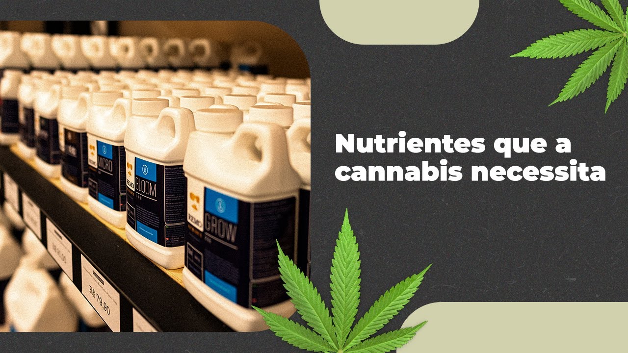 Fertilizantes para o Cultivo de Cannabis e os Nutrientes necessários para a Planta