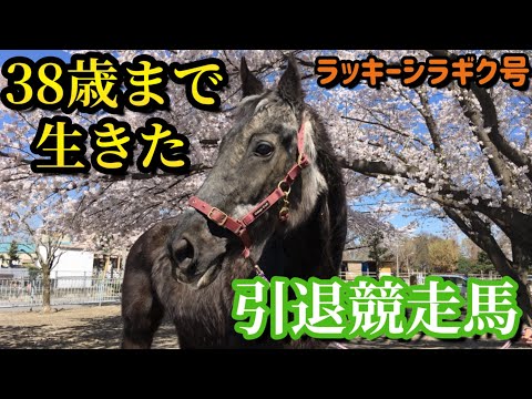 【日本一のご長寿牝馬】38歳まで生き抜いた、とある引退競走馬の生きた証(サラブレッド牝馬最高年齢保持馬・ラッキーシラギク号)【ツルマルボーイ様のシモベ】