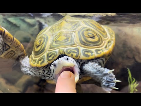 turtle tries to eat my finger 😳😂#turtle #diamondbackterrapin #funny #cute