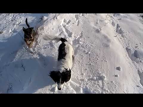 latający pies - YouTube