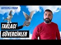 Taklacı Güvercin Sohbeti Erhan Mercan