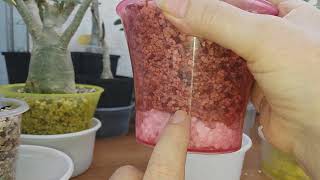 картинка: АДЕНИУМЫ. Меняем грунт на Лечузу.