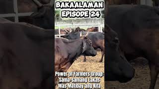 BAKAalaman Episode 24 - Power of Farmers Group: Sama-samang Lakas, Mas Matibay na Kita
BAKAalaman – Episode 24
Power of Farmer Groups: Sama-samang Lakas, Mas Matibay na Kita
Mga kabaka, maraming magsasaka ang malakas mag-isa — pero mas matatag kapag may kasama.
Sa cattle industry, ang sama-sama ay hindi lang tulong, ito ay lakas.
Sa Episode 24 ng BAKAalaman, pinag-uusapan natin ang kapangyarihan ng farmer groups — hindi bilang ideya lang, kundi bilang praktikal na paraan para bumaba ang gastos, tumaas ang kita, at tumibay ang posisyon ng magsasaka.
Sa realidad ng cattle farming, maraming gastos ang mabigat kapag mag-isa: silage equipment, pandurog ng damo, weighing scale, transport, at maging training. Pero kapag may farmer group, nagbabago ang usapan. Ang dating hindi kaya ng isa, nagiging posible kapag pinagsama-sama.
Hindi lang ito tungkol sa gastos. Kapag grupo ang nagbebenta, mas malakas ang boses sa presyo. May bargaining power. May kumpiyansa sa pakikipag-usap sa traders, processors, at institutional buyers — dahil may volume, may consistency, at may sistema.
Mahalagang tandaan: ang farmer group ay hindi basta samahan lang. Kailangan ng malinaw na layunin, disiplina, at tiwala. Kapag maayos ang pamamalakad, ang grupo ay nagiging training ground, support system, at negosyo.
📌 Sa susunod na episode, makikita natin kung paano ang kaalaman at sistemang ito ay nagbubukas hindi lang ng lokal na kita, kundi pati ng global na oportunidad.
🎥 Panoorin ang Episode 24 at suriin kung paano nagiging mas matibay ang kita kapag ang pag-unlad ay sama-sama.
#BAKAalaman
#KabakangArnel
#GreatArchFarm
#PhilippineCattleFeeding
#FeedingCattleThePhilippineWay
#FoodSecurity
#SelfSufficiency
#ProudlyPinoyBeef
#KaalamangmulasaKaranasan BAKAalaman Episode 24 - Power of Farmers Group: Sama-samang Lakas, Mas Matibay na Kita
