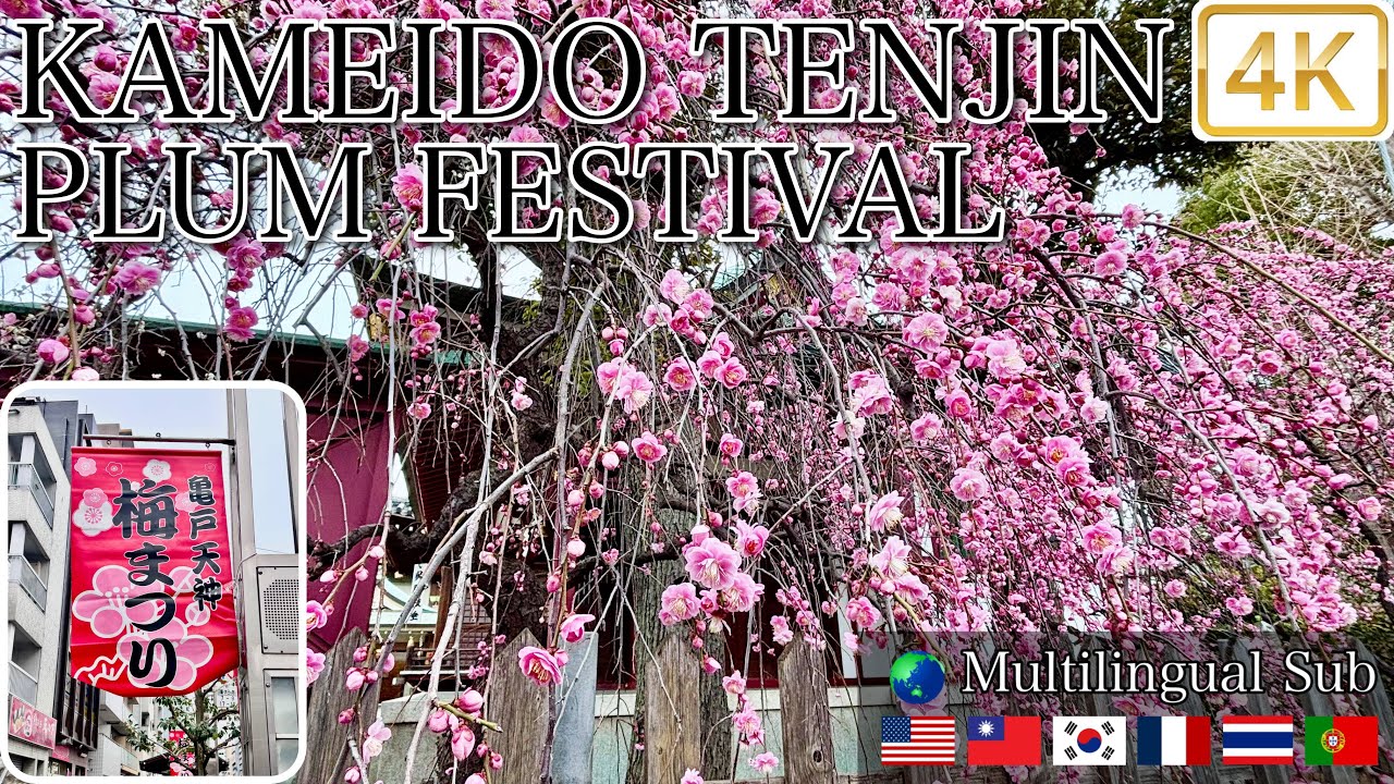 亀戸天神梅まつり2026 Kameido Tenjin Plum Festival 4K