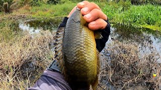 Akhirnya Nemu Spot Mancing Yang Isinya Banyak Dihuni Ikan Betok Monster || SEDULUR FISHING