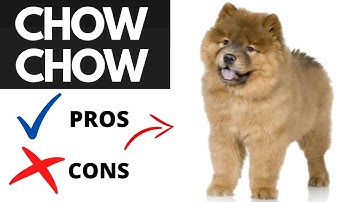 Chow Chow Pros And Cons (SHOCKING)