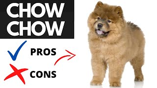Chow Chow Pros And Cons | Should You REALLY Get A CHOW CHOW?