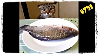 Кот Хочет Украсть Рыбу 😲 И Другие Приколы С Животными | Funny Animals #731