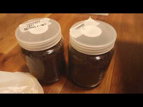 New Year, New Beetles