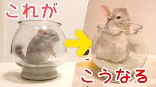 【チンチラ】いつの間にかお風呂が狭くなったあずき　赤ちゃんチンチラの成長が凄すぎる！！