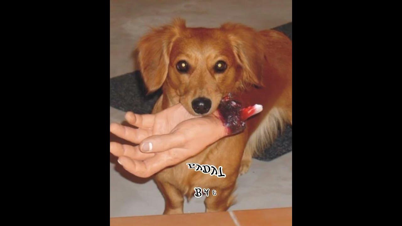 Собаки которые кусаются