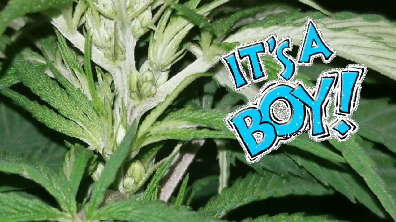 how to tell if your plant is a male