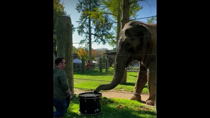 Elephant Enjoys Playing The Drums 🥁🐘 #Shorts