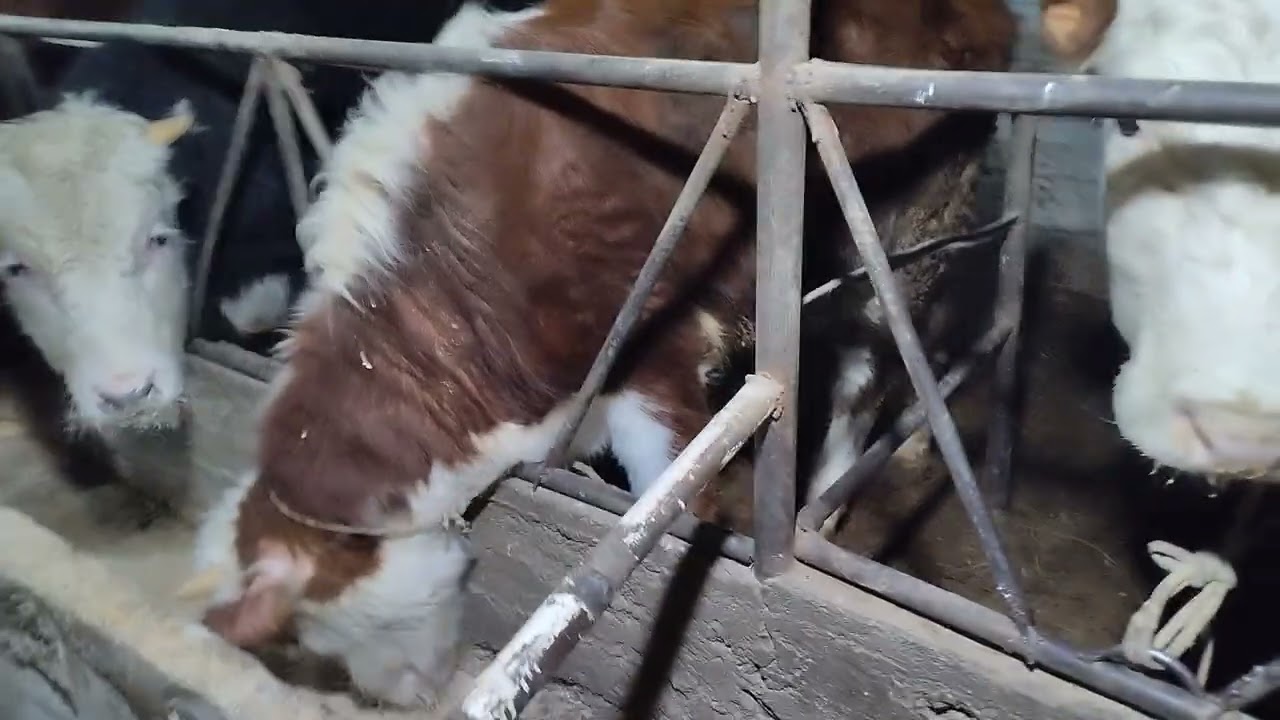 31.01.2026 2 🌙 ай бордақы