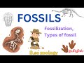Fossil/Types of Fossils B.sc zoology in tamil/Fossilization in tamil/Fossil Types/Fossil in tamilBsc