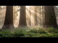 4 Hour Forest Ambience in 4K | Sunlight Through Trees | Digital Frame Art