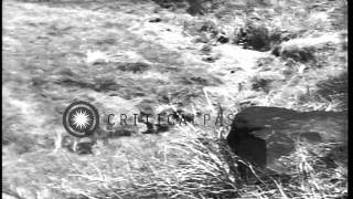 Soldiers carry wounded soldiers to aid station while trying to escape from sniper...HD Stock Footage