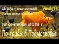 По грибы в Подмосковье 19 сентября 2019 г. Два ведра – много или мало?! Осенние опята на подходе