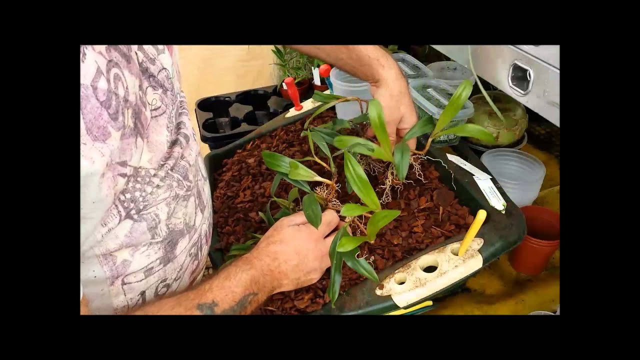 Re potting and dividing a Bulbophyllum orchid
