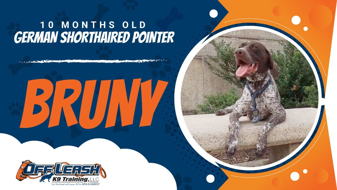 German Shorthaired Pointer Dog Training | GSP Dog Training 🆕 - YouTube