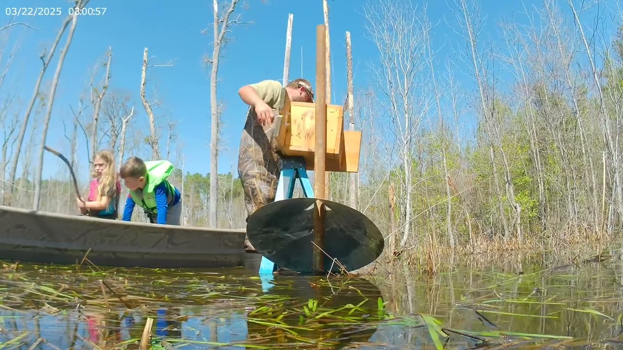 Installing wood duck nesting box
