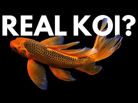 Why Every Koi Purist Has a Butterfly Koi Problem