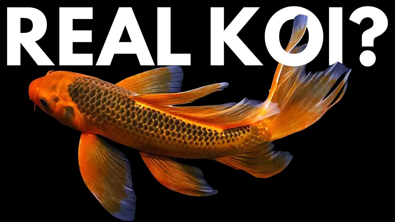 Why Every Koi Purist Has a Butterfly Koi Problem