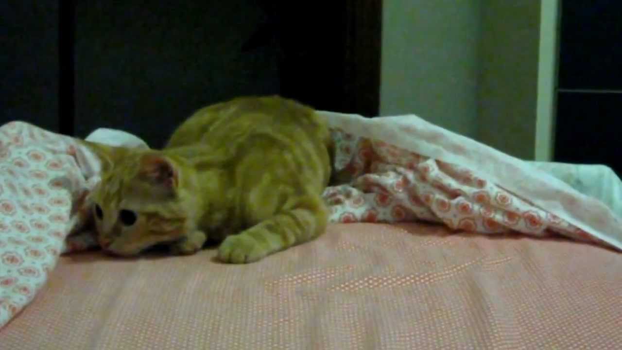 Why are cats hiding themself under the covers? SISSI THE RED CAT