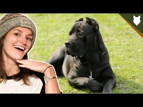 How Intelligent Are CANE CORSO