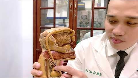 GIỚI THIỆU CƠ CẤU BỘ PHẬN SINH DỤC NAM GIỚI