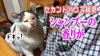 【家猫シロの秘密】まさかのセカンドハウス帰宅した猫の香りにシャンプーの匂いが【オリジナル曲】