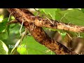 Monocot and Dicot Plants Quiz