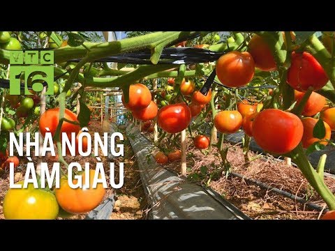 Video: Trồng cà chua vào mùa đông: Cách trồng cà chua trong nhà