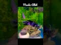 Surah Ikhlas | beautiful creatures of Allah ♥ | swimming fishes 🐠