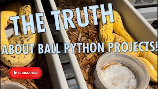 WHY ARE BALL PYTHONS SO EXPENSIVE?? ||  THE TRUTH ABOUT PROJECTS AND TIME!!