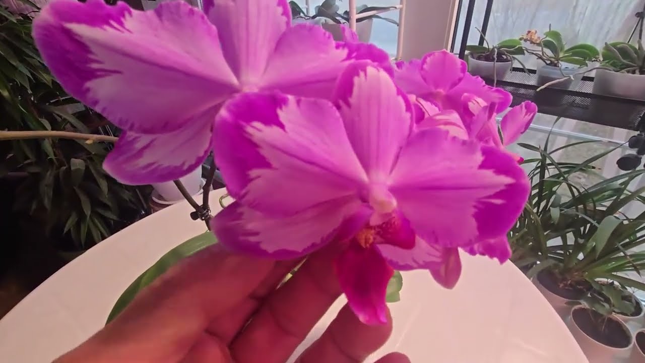 ФАЛЕНОПСИСЫ! Цветение каскадов №2