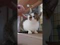 保護猫の主張【きつね㊼】