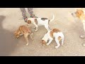 I'm feeding streetdogs...