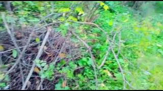 (#442) 30-31.08.22 Очистка участка от посторонних деревьев! Манжурский орех! (часть2)